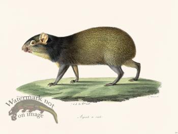 Cuvier 234 Crested Agoule